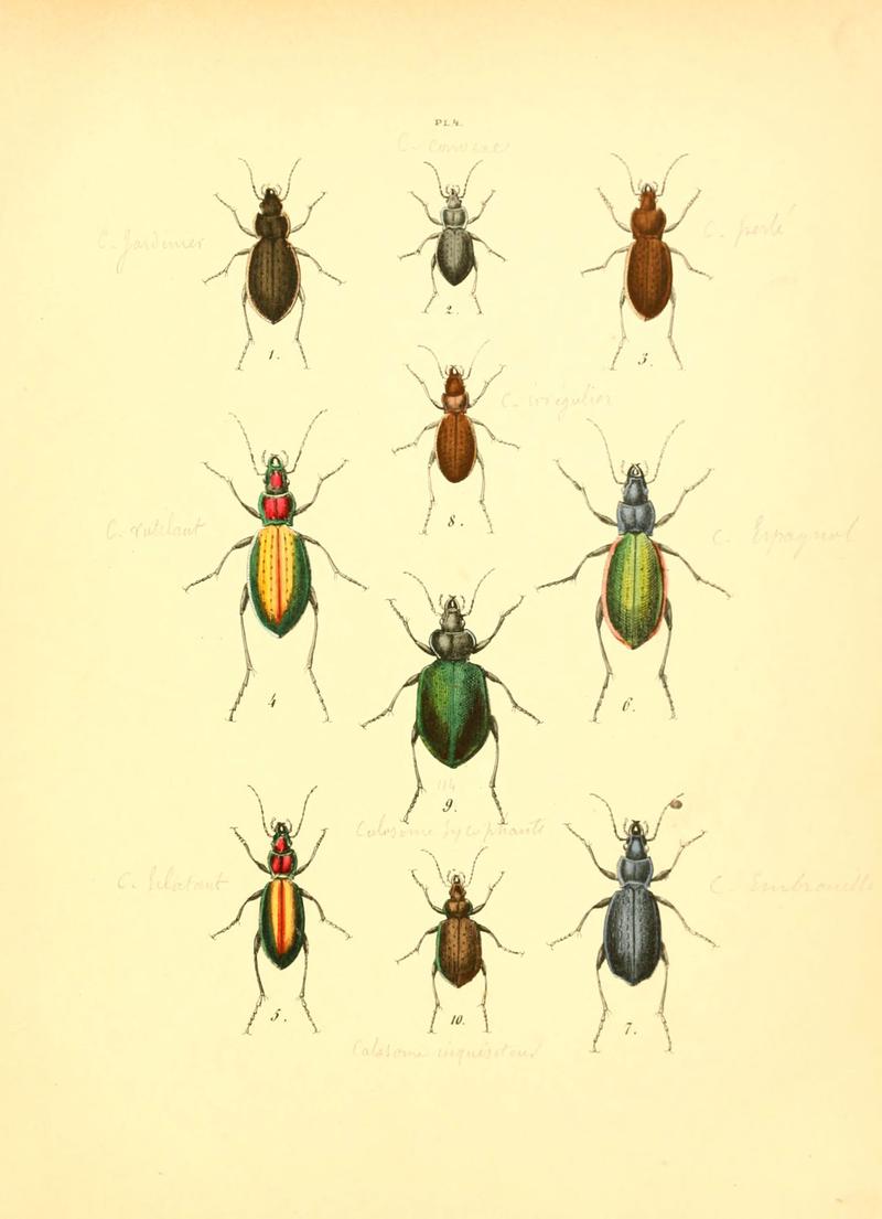 Musée entomologique illustré (6008154247)