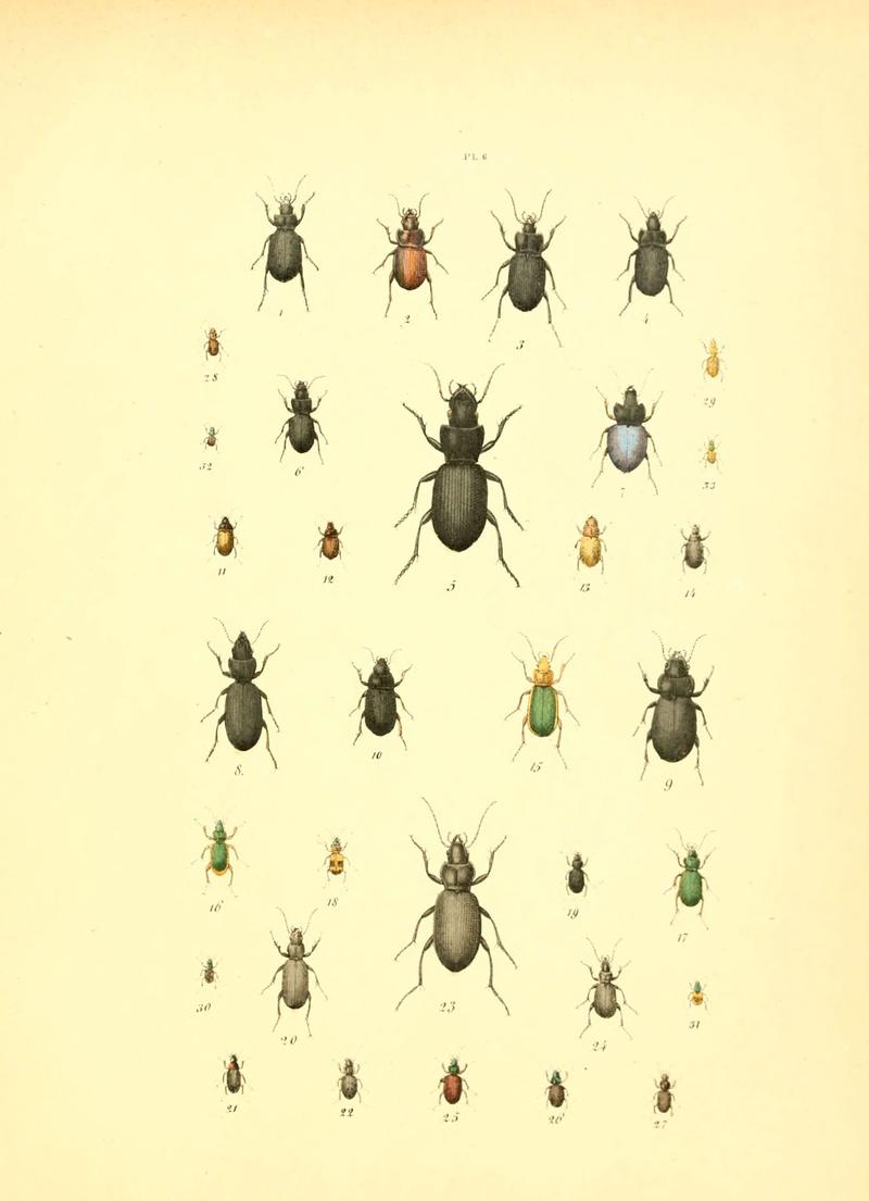 Musée entomologique illustré (6008154773)