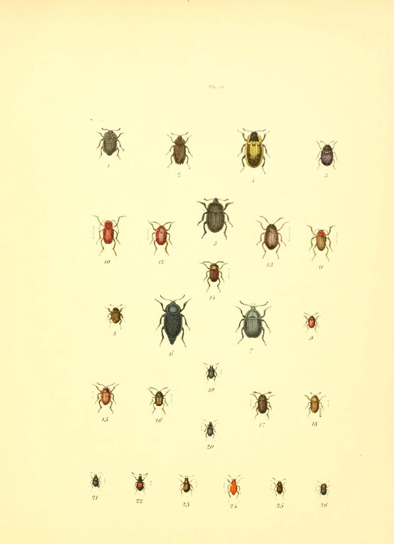 Musée entomologique illustré (6008155661)