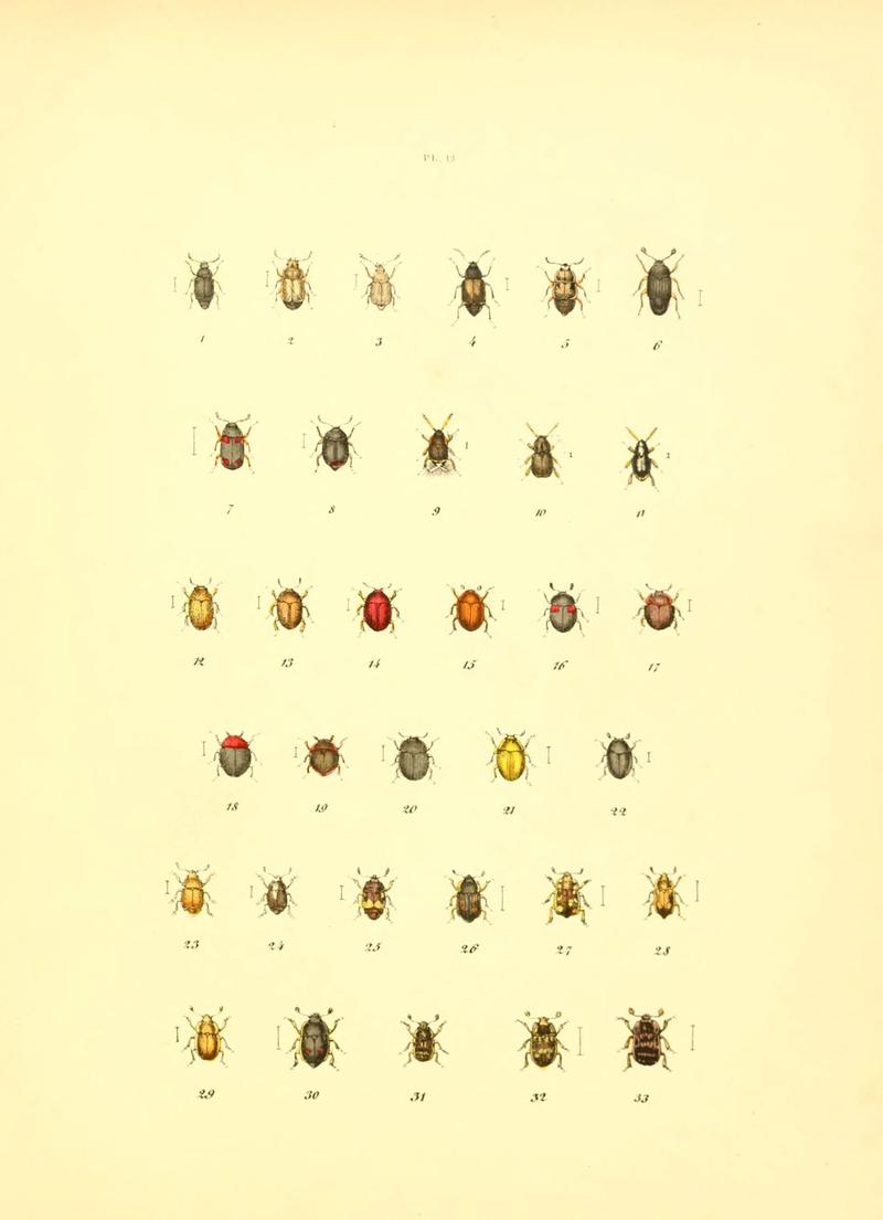 Musée entomologique illustré (6008156223)