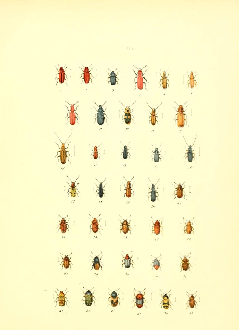 Musée entomologique illustré (6008156609)