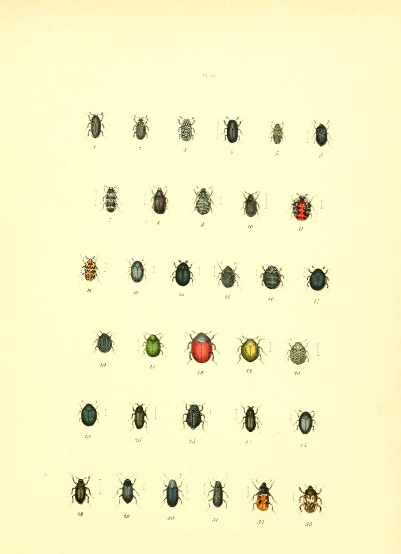 Musée entomologique illustré (6008156785)