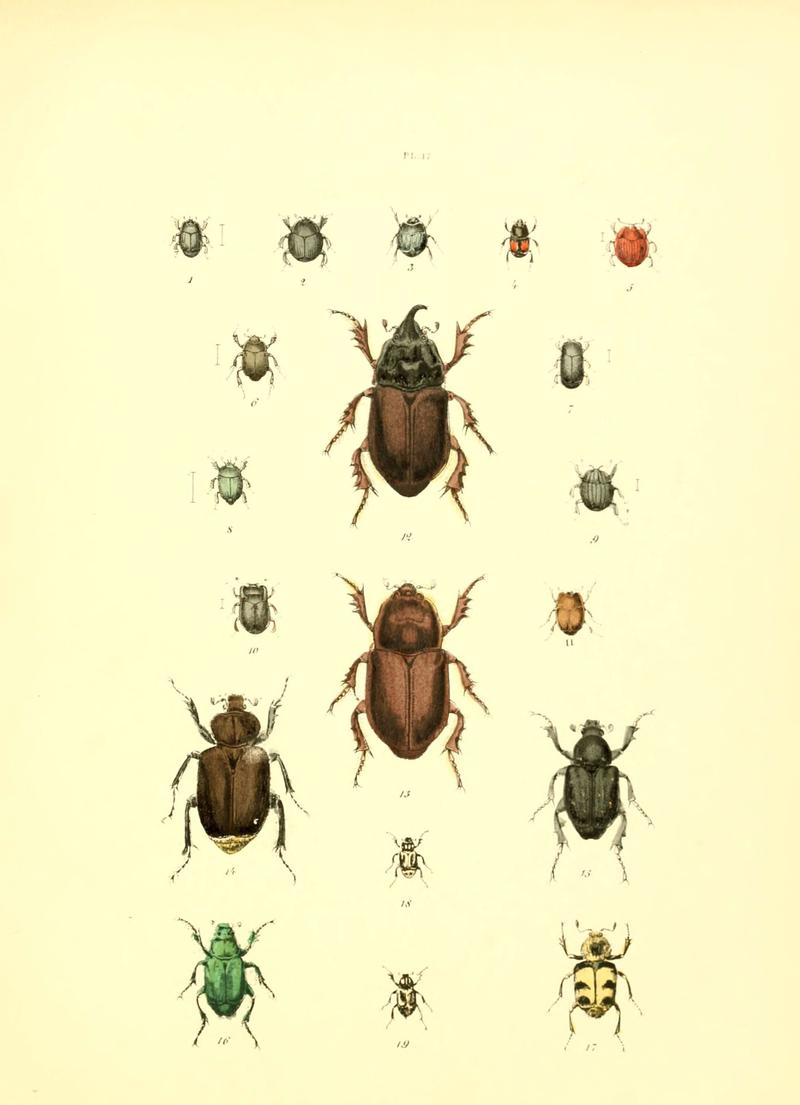 Musée entomologique illustré (6008157027)