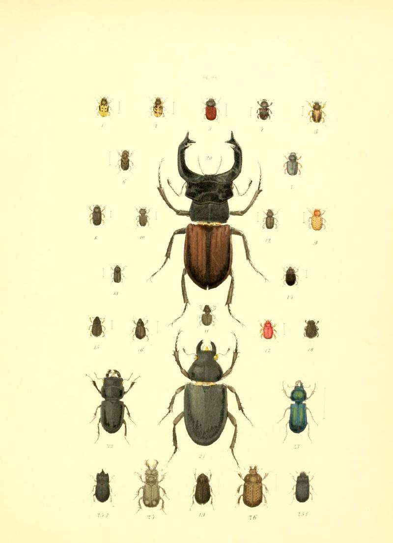 Musée entomologique illustré (6008157993)
