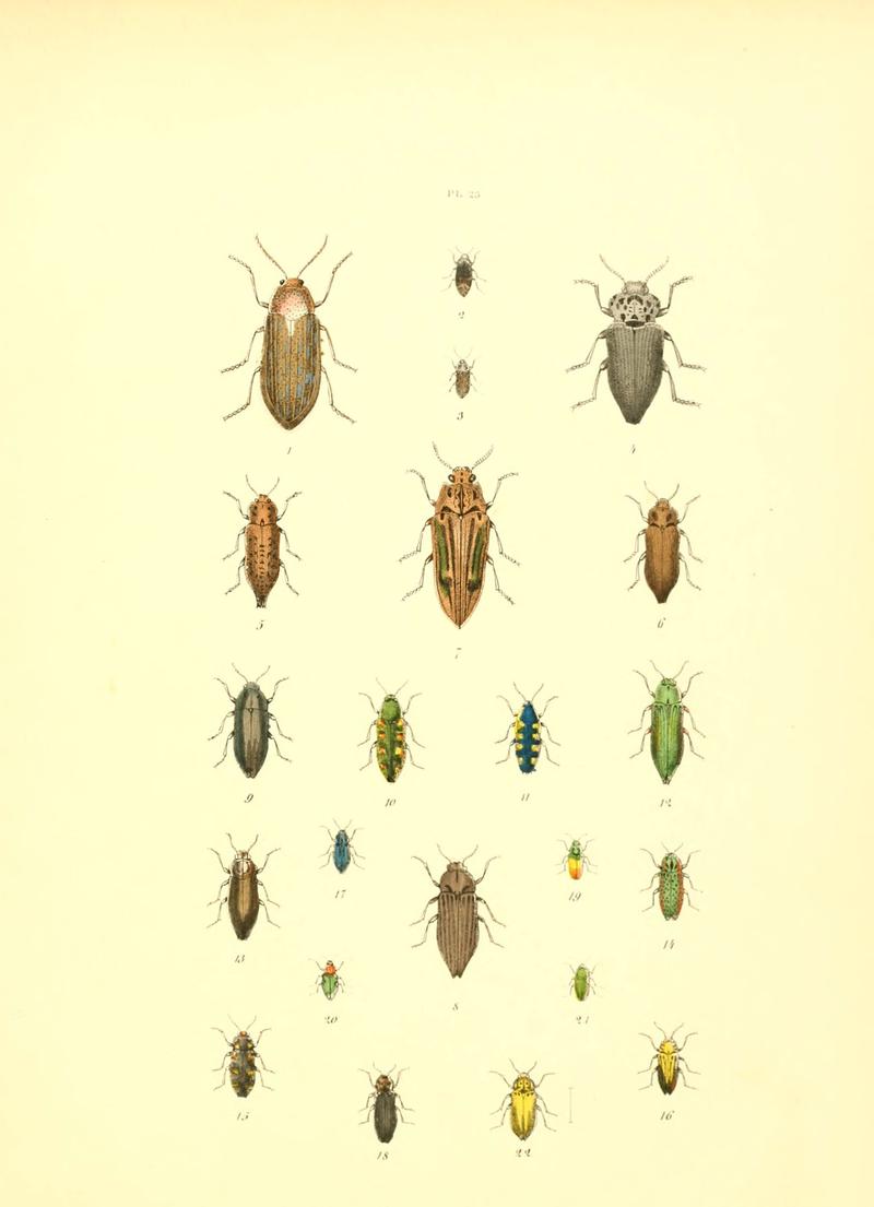 Musée entomologique illustré (6008158181)