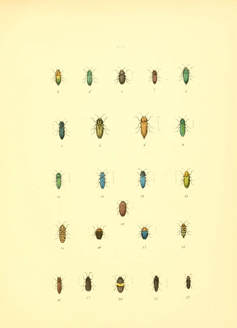 Musée entomologique illustré (6008158463)