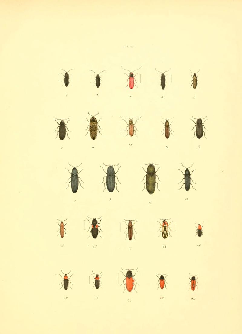Musée entomologique illustré (6008158695)