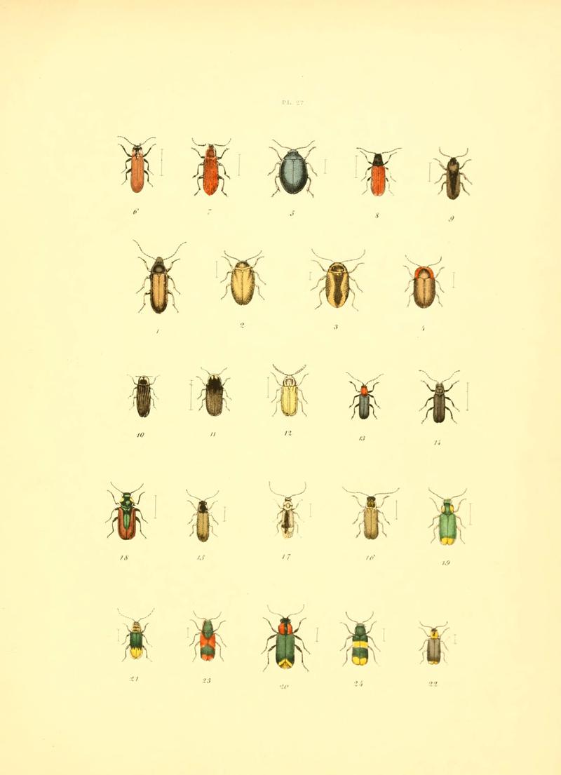 Musée entomologique illustré (6008159061)