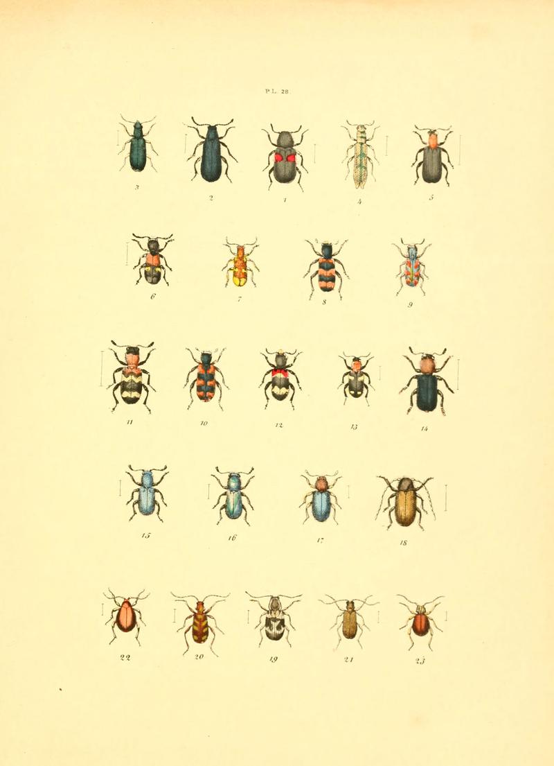 Musée entomologique illustré (6008159297)