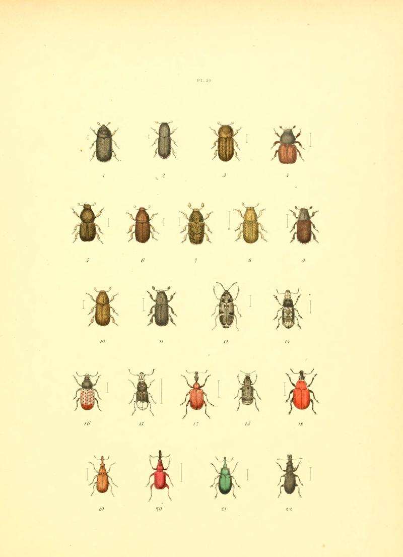 Musée entomologique illustré (6008159669)