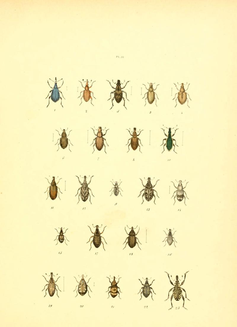 Musée entomologique illustré (6008159817)