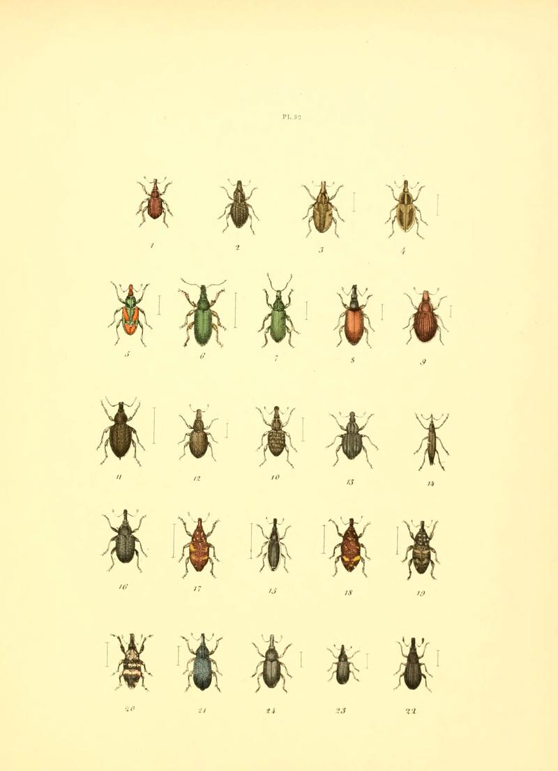 Musée entomologique illustré (6008160071)