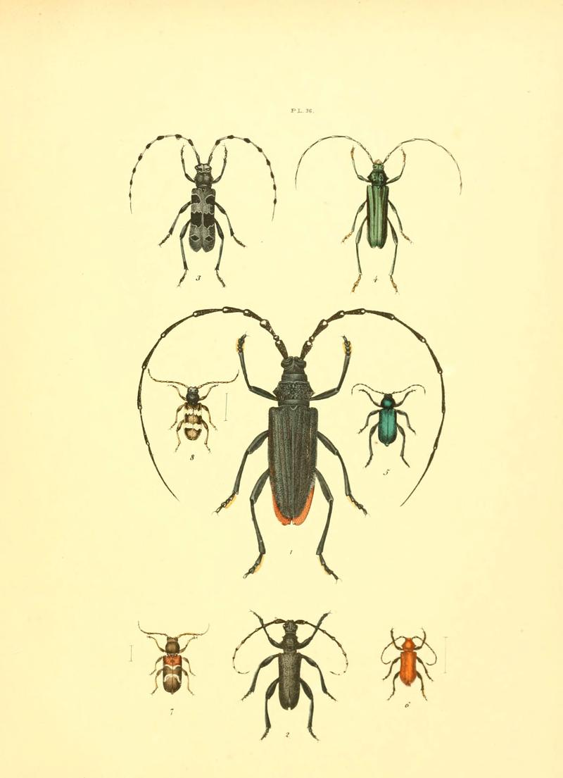 Musée entomologique illustré (6008160995)