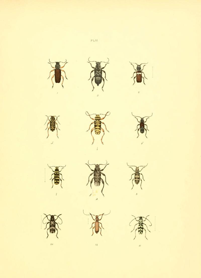 Musée entomologique illustré (6008161421)