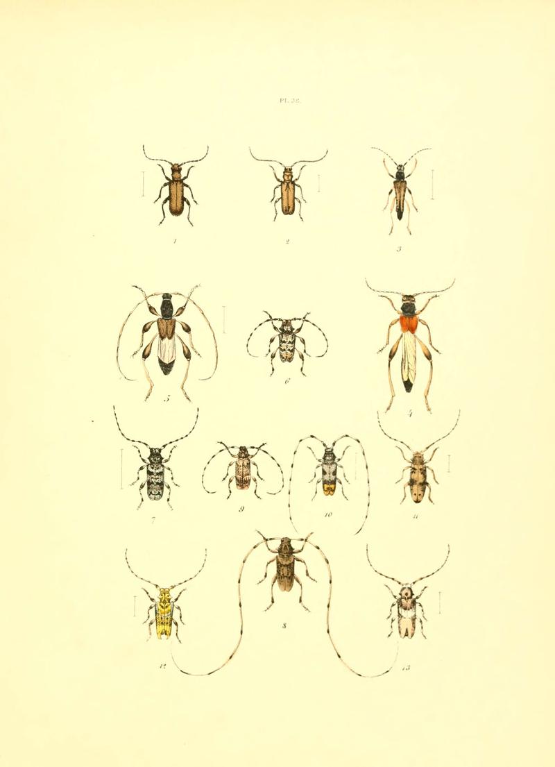 Musée entomologique illustré (6008161597)