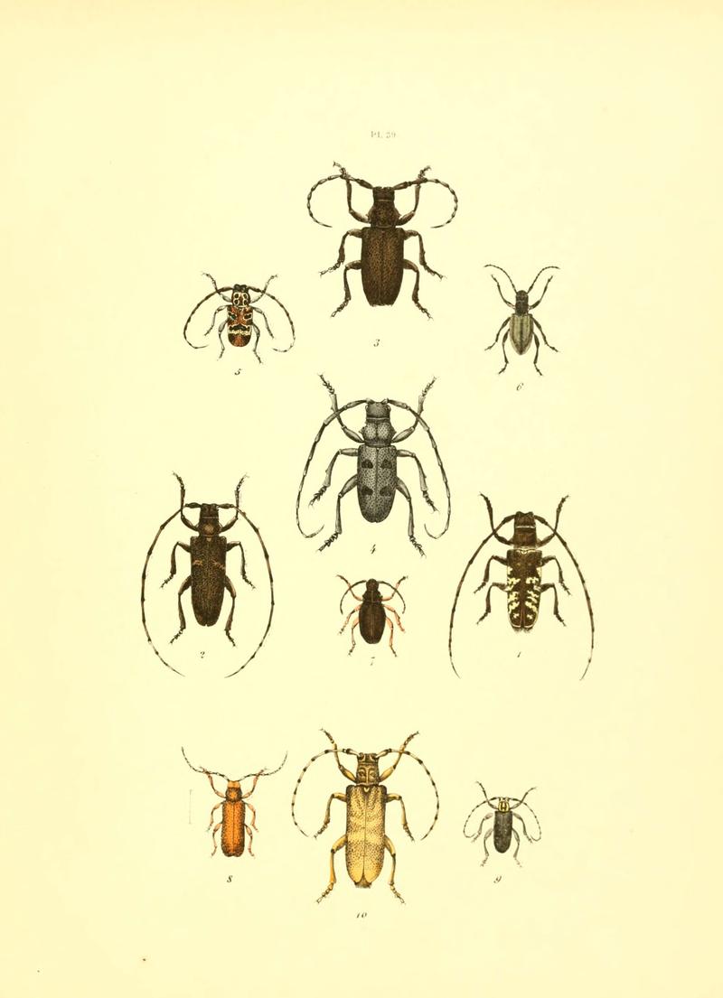 Musée entomologique illustré (6008161763)