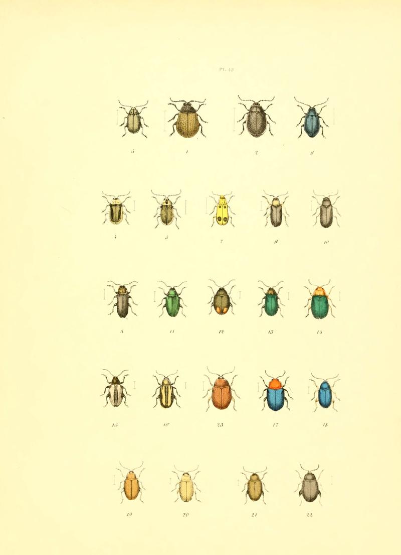 Musée entomologique illustré (6008162585)