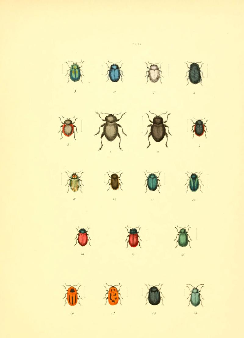 Musée entomologique illustré (6008162783)