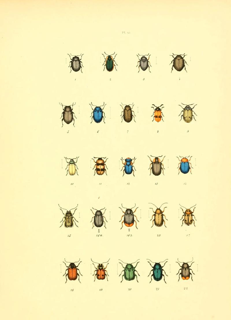 Musée entomologique illustré (6008162977)