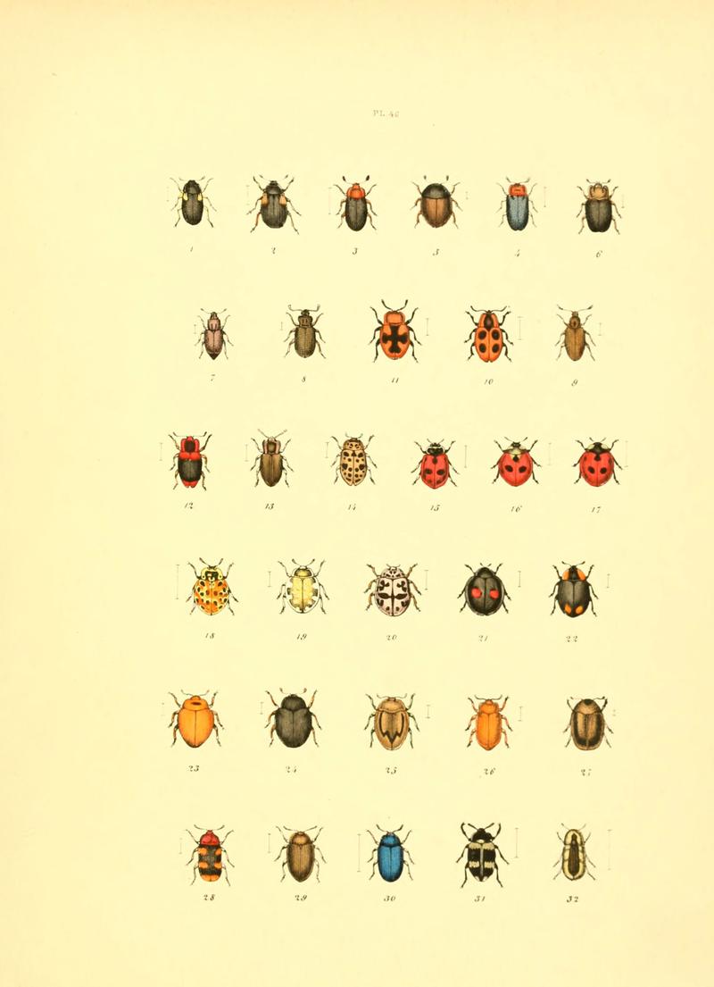 Musée entomologique illustré (6008163363)