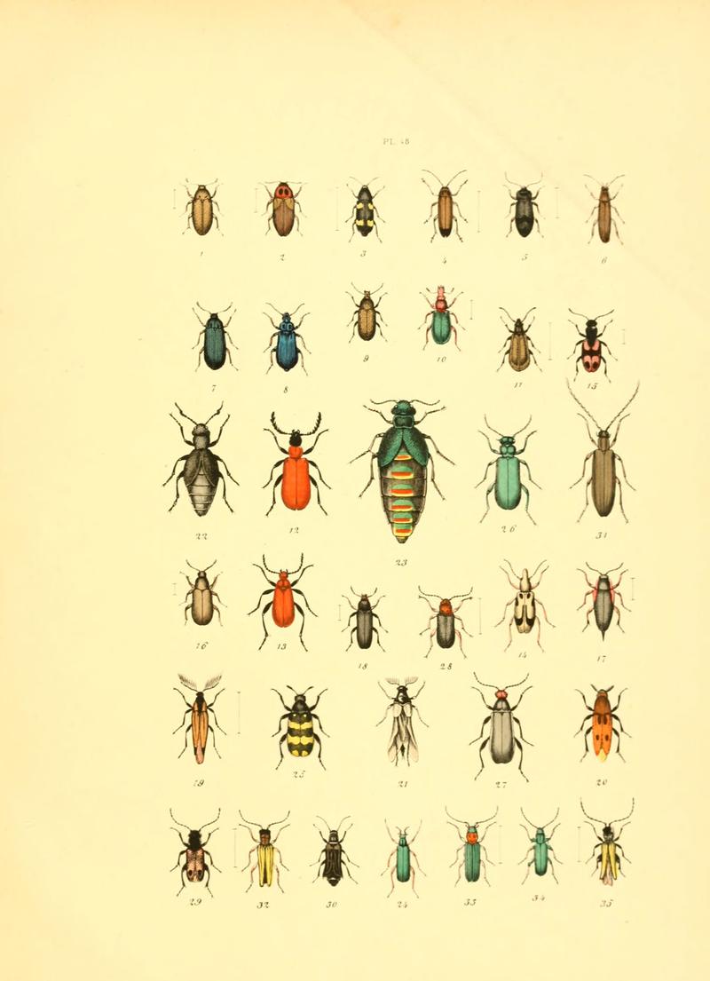 Musée entomologique illustré (6008163863)