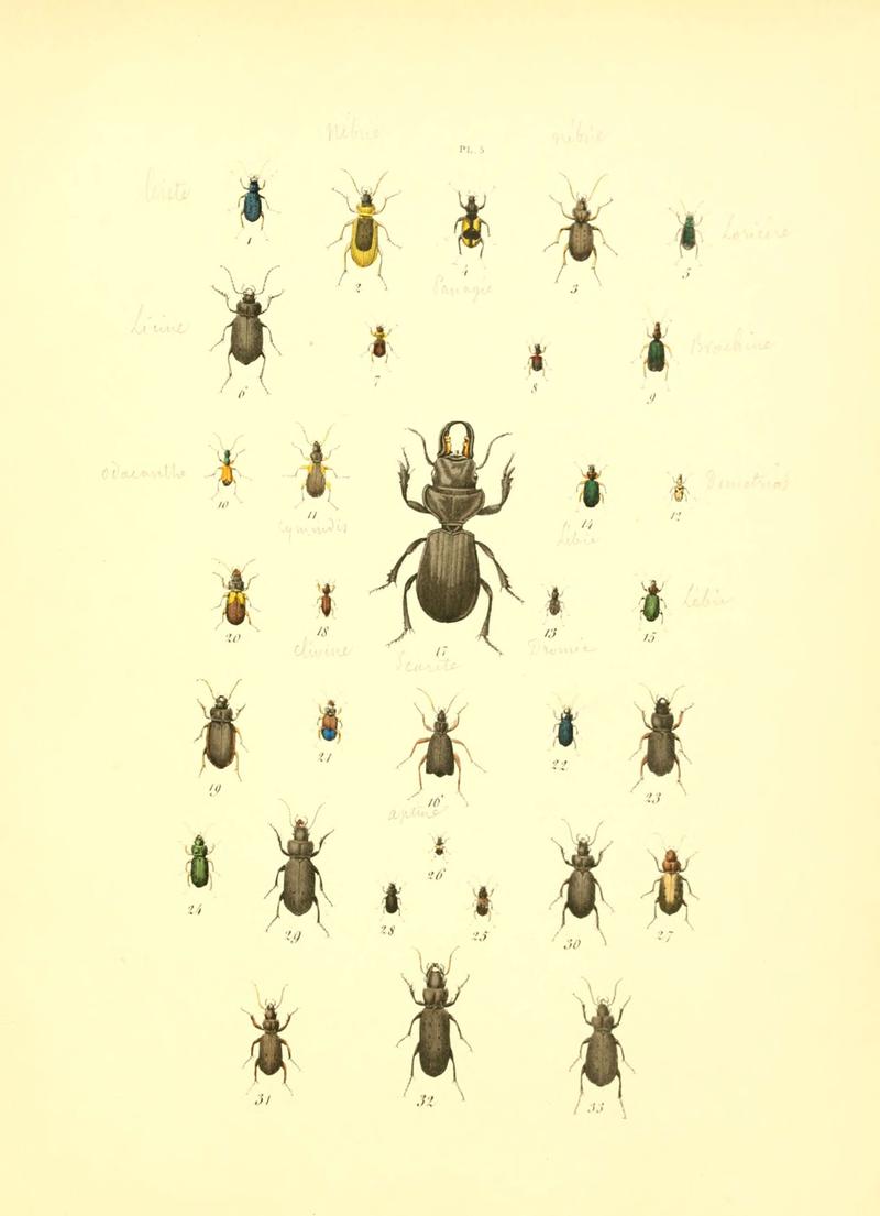 Musée entomologique illustré (6008701668)