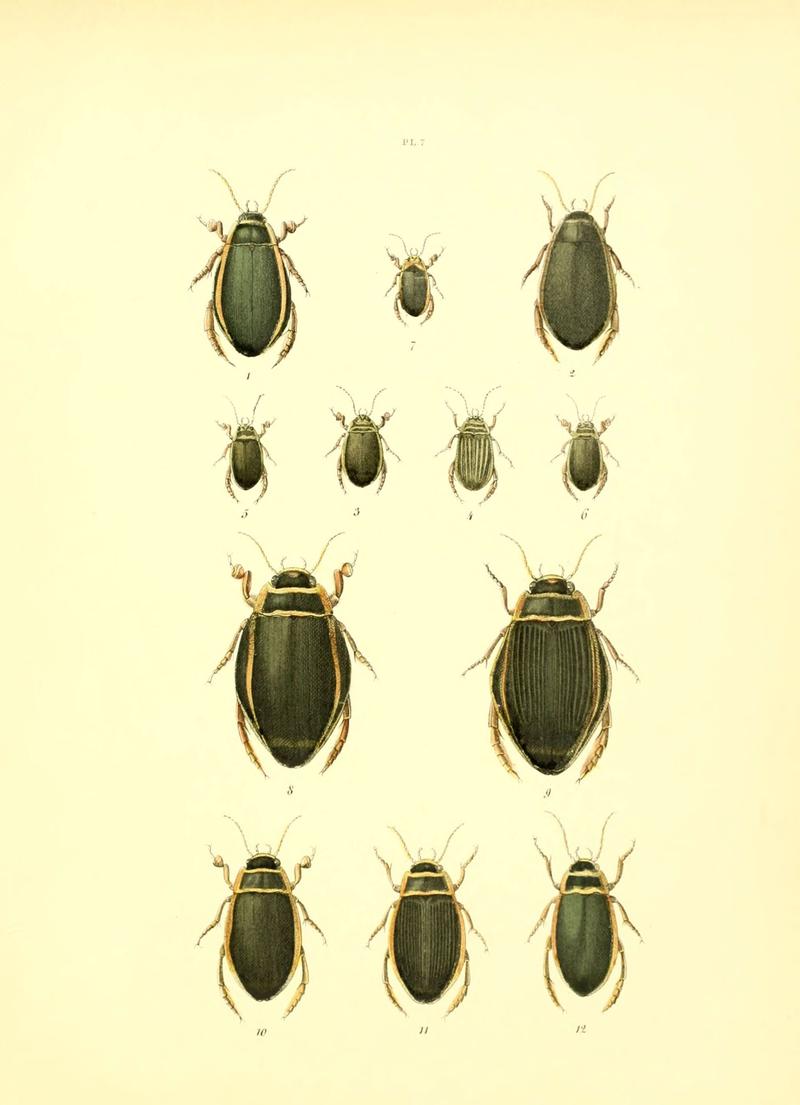 Musée entomologique illustré (6008702222)