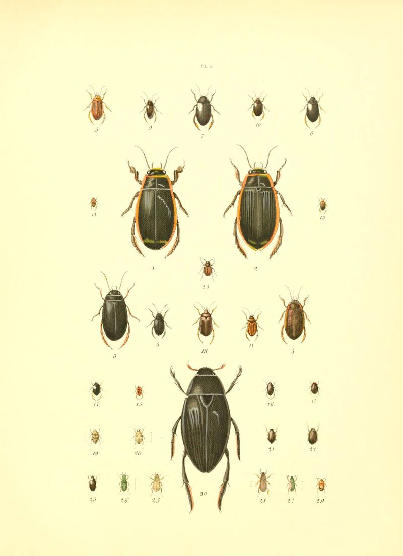 Musée entomologique illustré (6008702408)