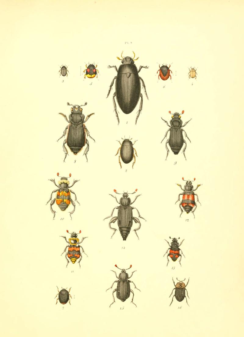 Musée entomologique illustré (6008702604)