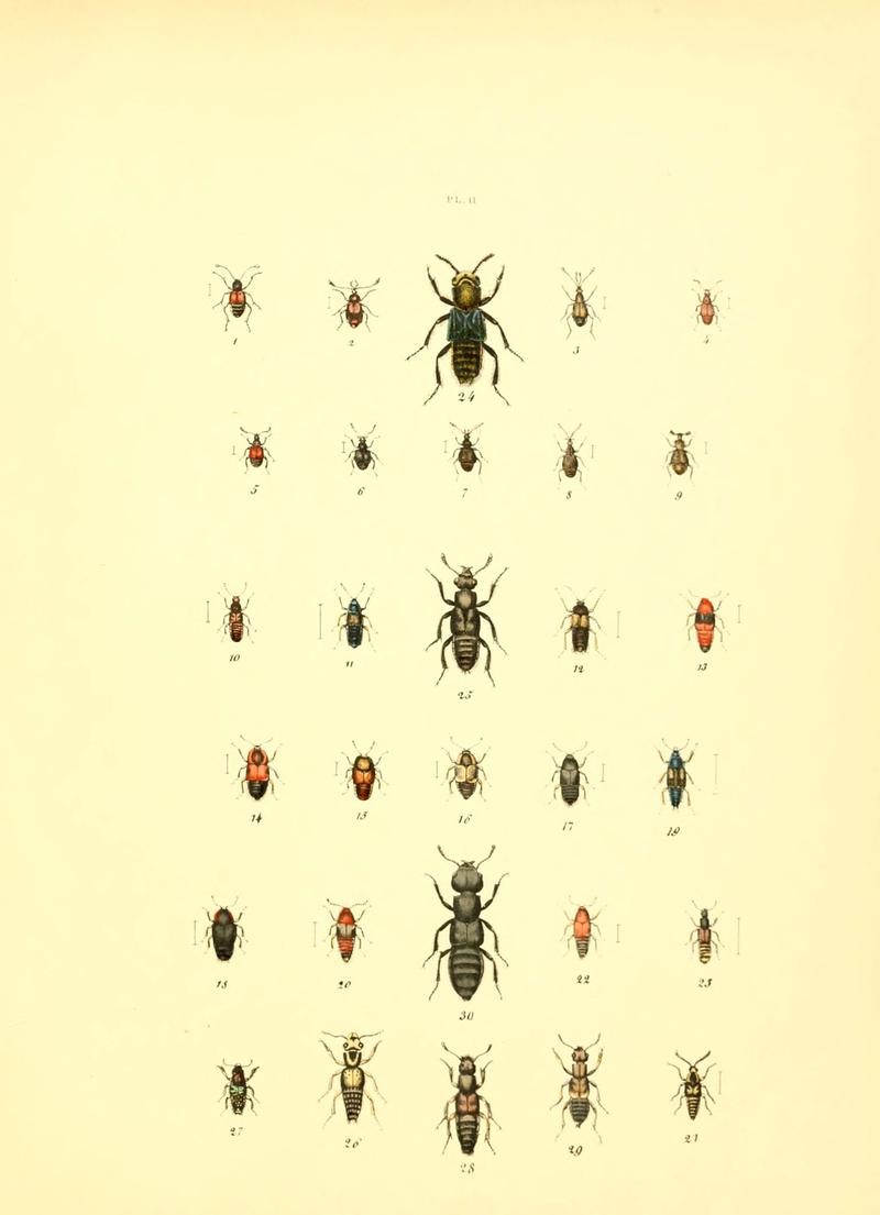 Musée entomologique illustré (6008702962)