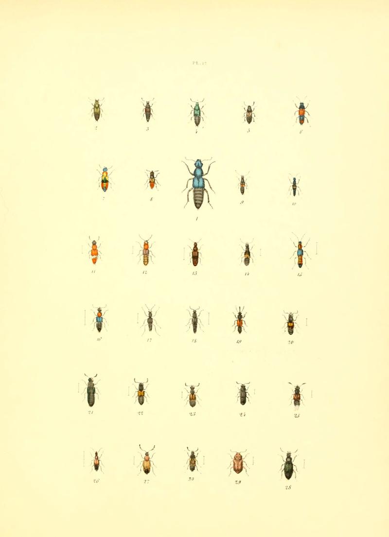 Musée entomologique illustré (6008703142)