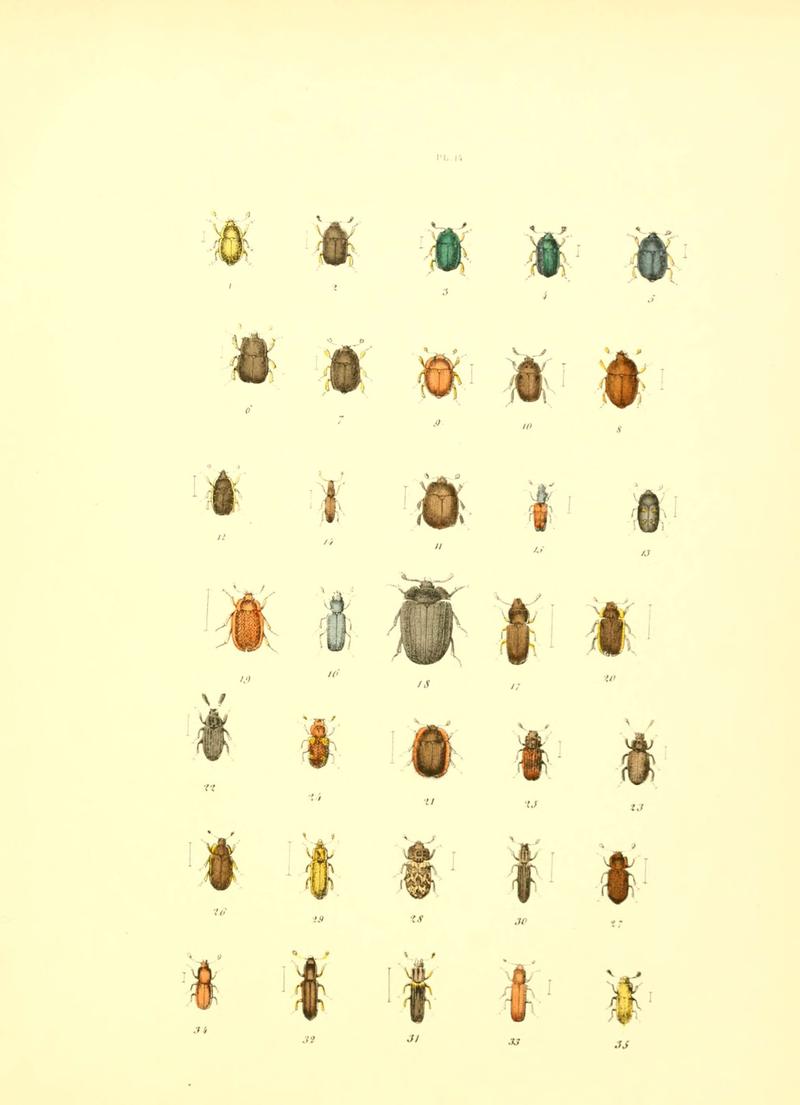 Musée entomologique illustré (6008703550)