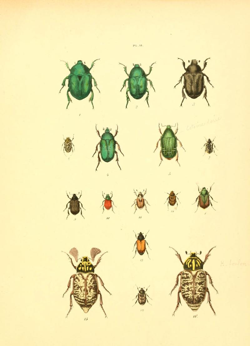 Musée entomologique illustré (6008704360)