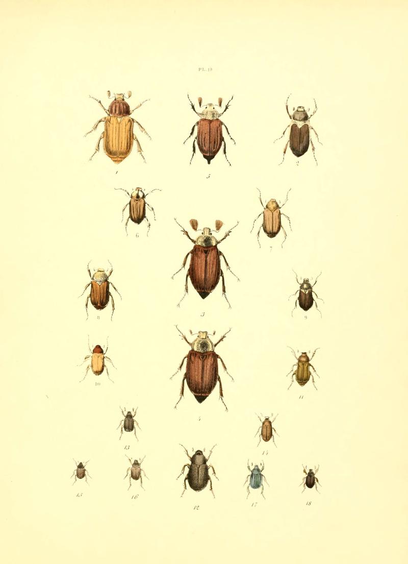 Musée entomologique illustré (6008704534)