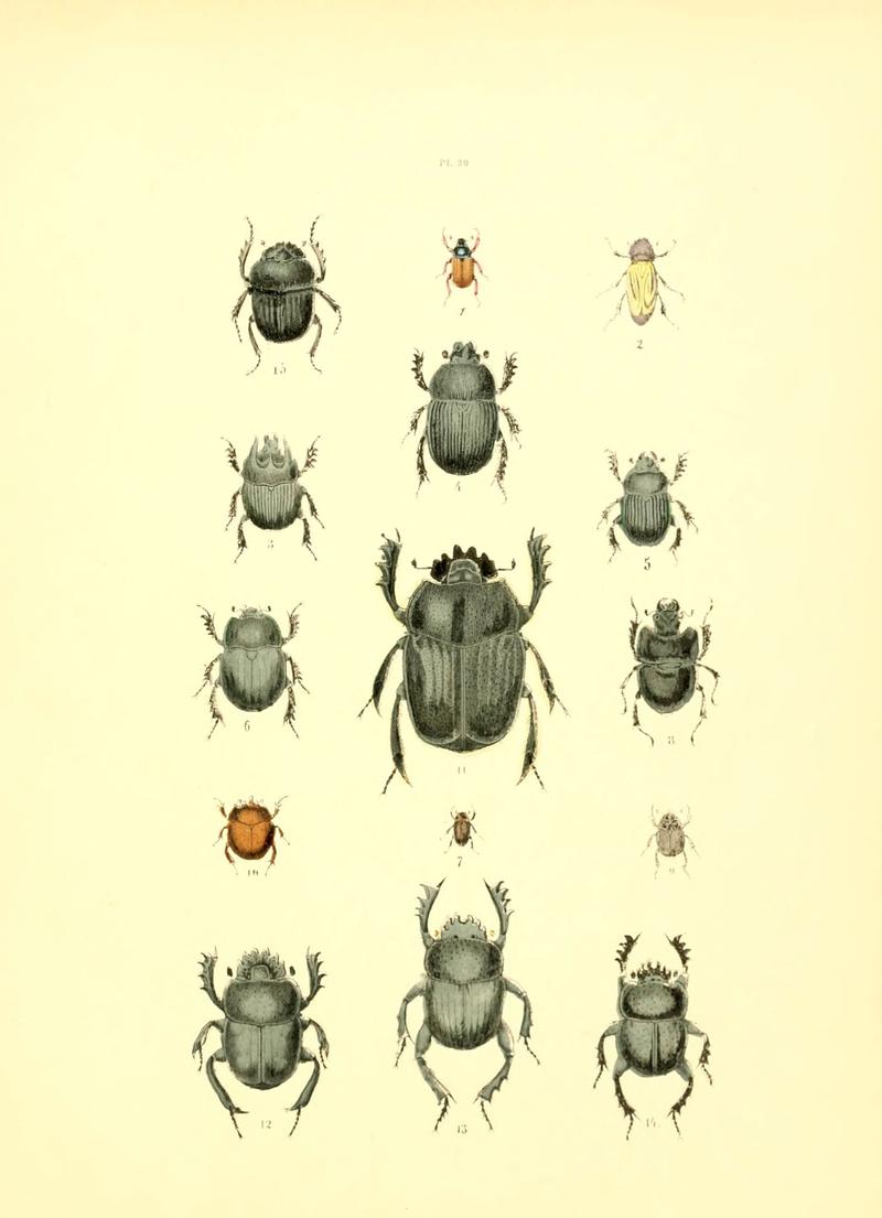 Musée entomologique illustré (6008704732)