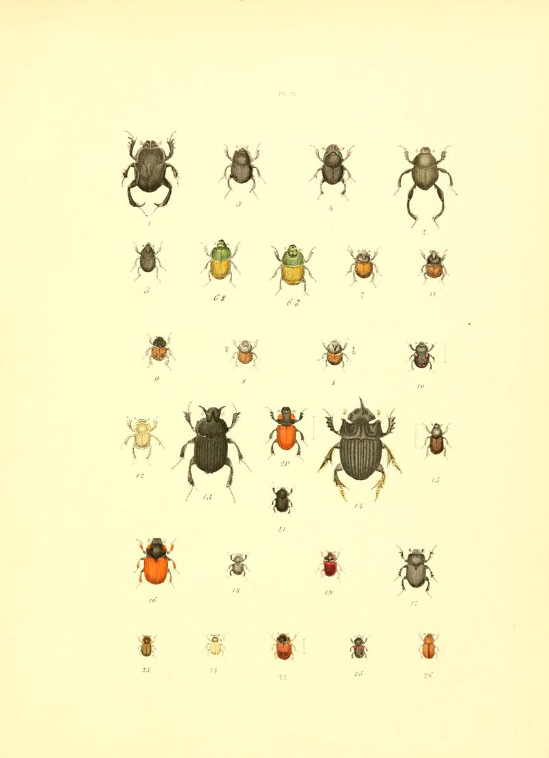 Musée entomologique illustré (6008704976)