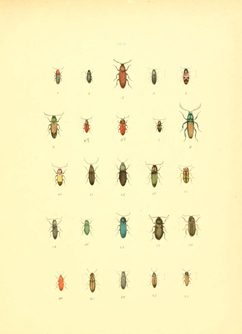Musée entomologique illustré (6008706092)