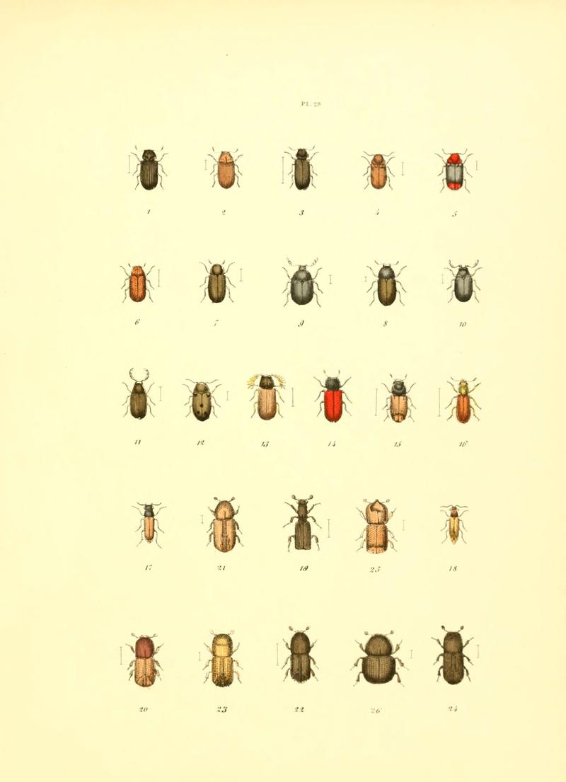 Musée entomologique illustré (6008706708)