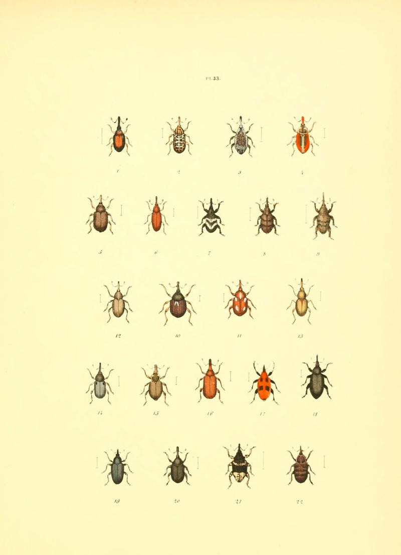 Musée entomologique illustré (6008707624)