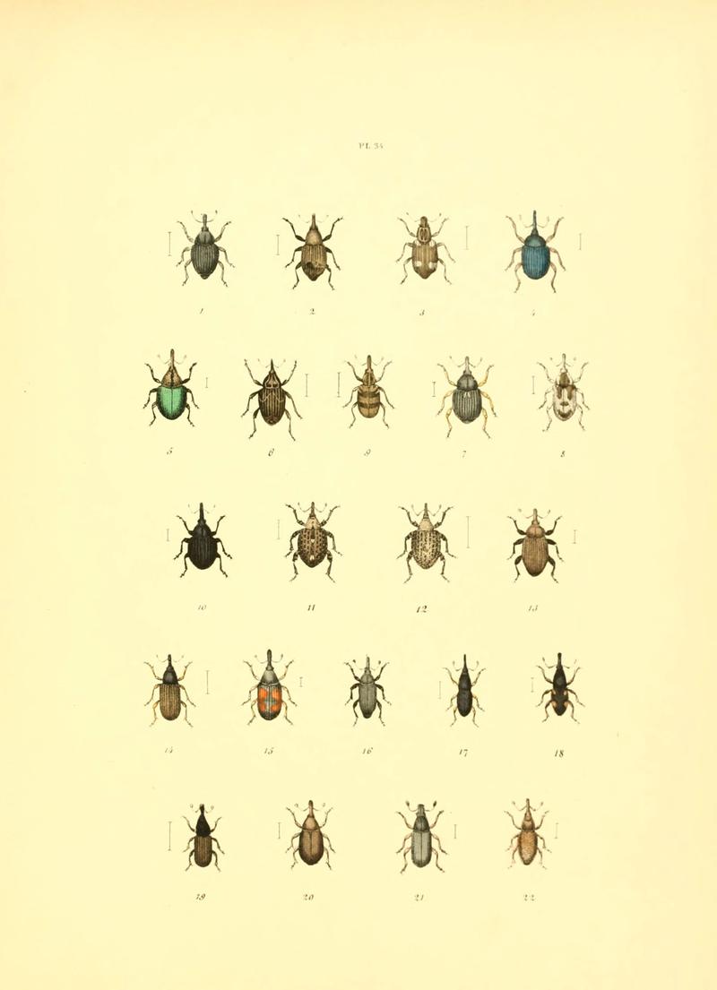 Musée entomologique illustré (6008707844)