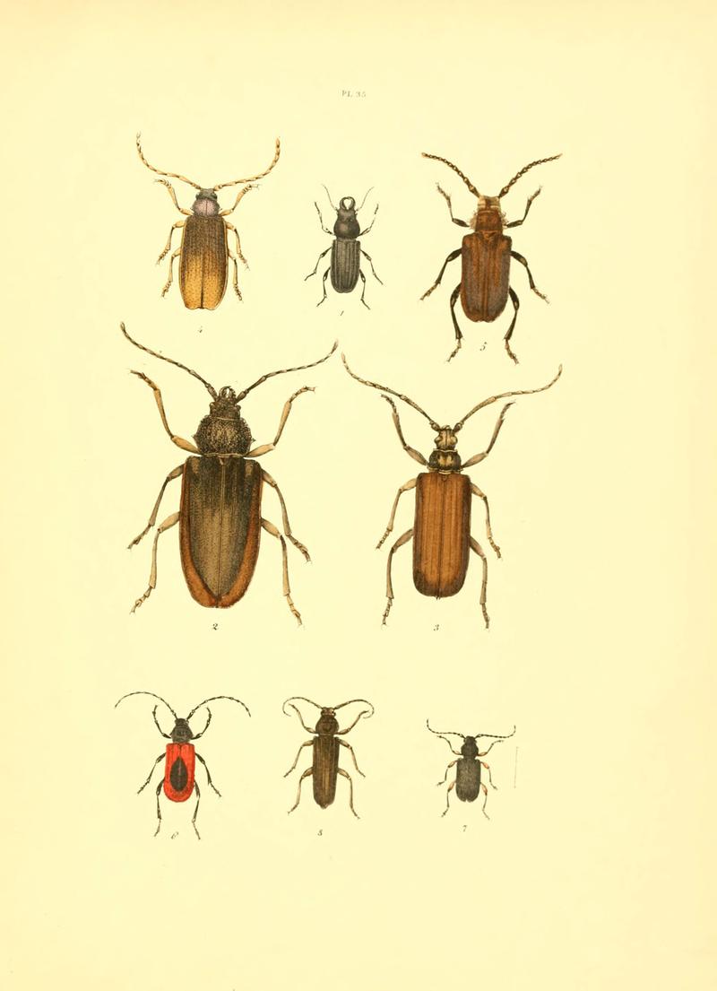 Musée entomologique illustré (6008708032)