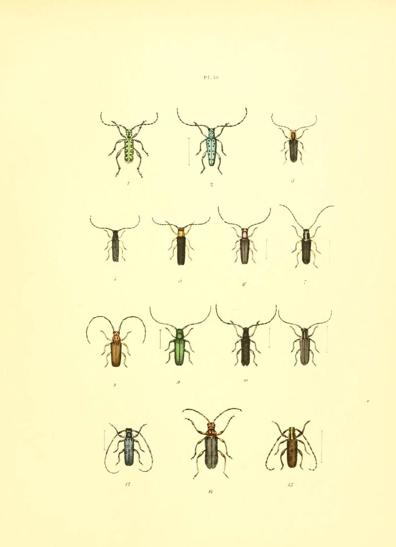 Musée entomologique illustré (6008709354)