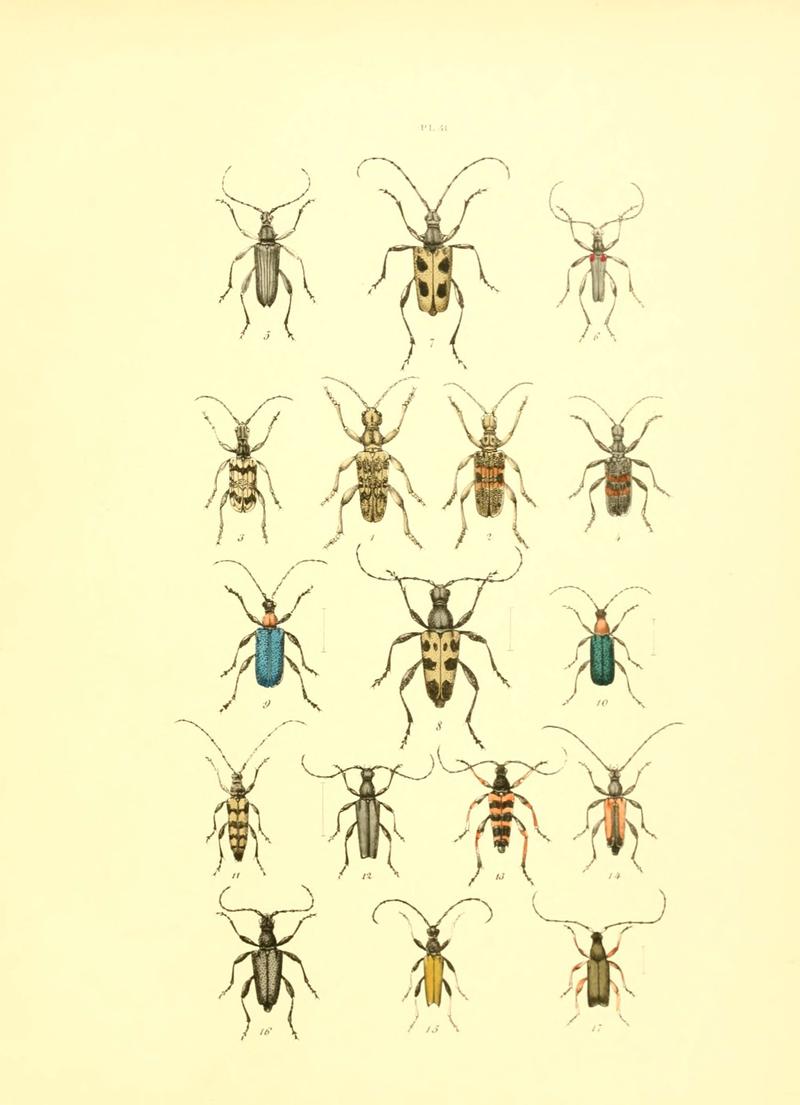 Musée entomologique illustré (6008709496)