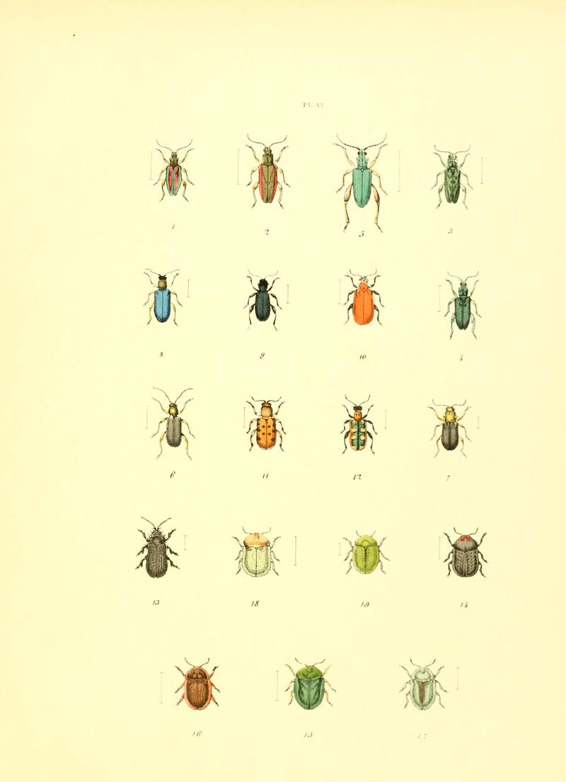 Musée entomologique illustré (6008709666)