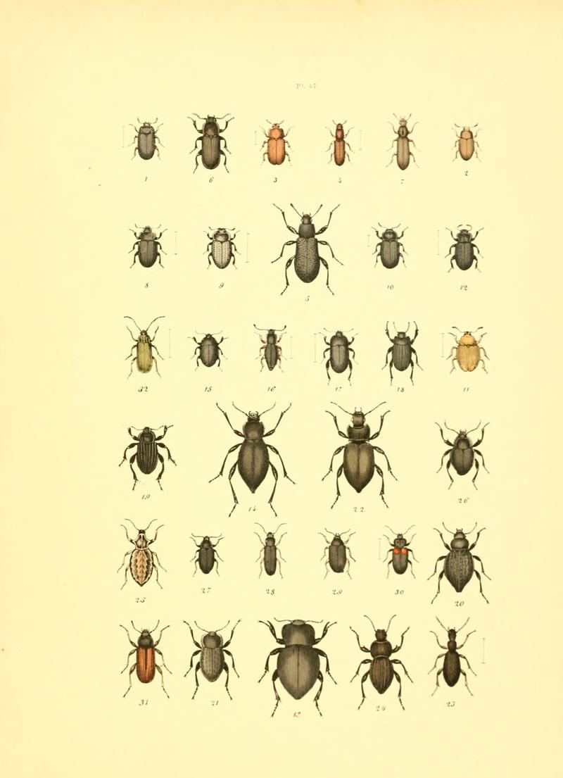 Musée entomologique illustré (6008710916)