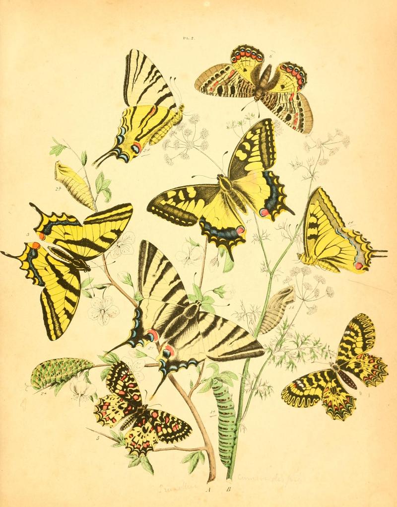 Musée entomologique illustré (8268814629)