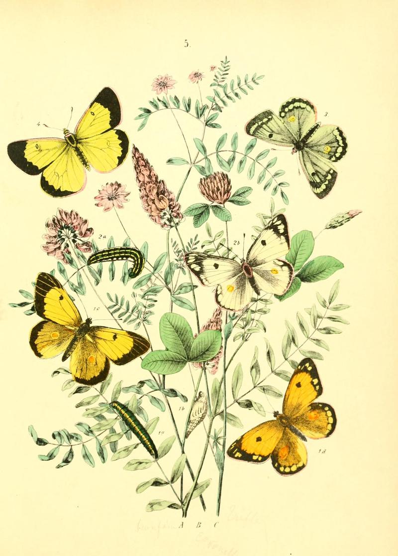 Musée entomologique illustré (8268815889)