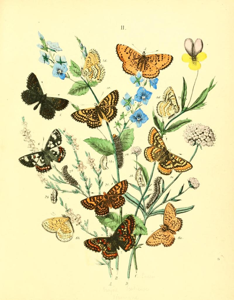 Musée entomologique illustré (8268818391)