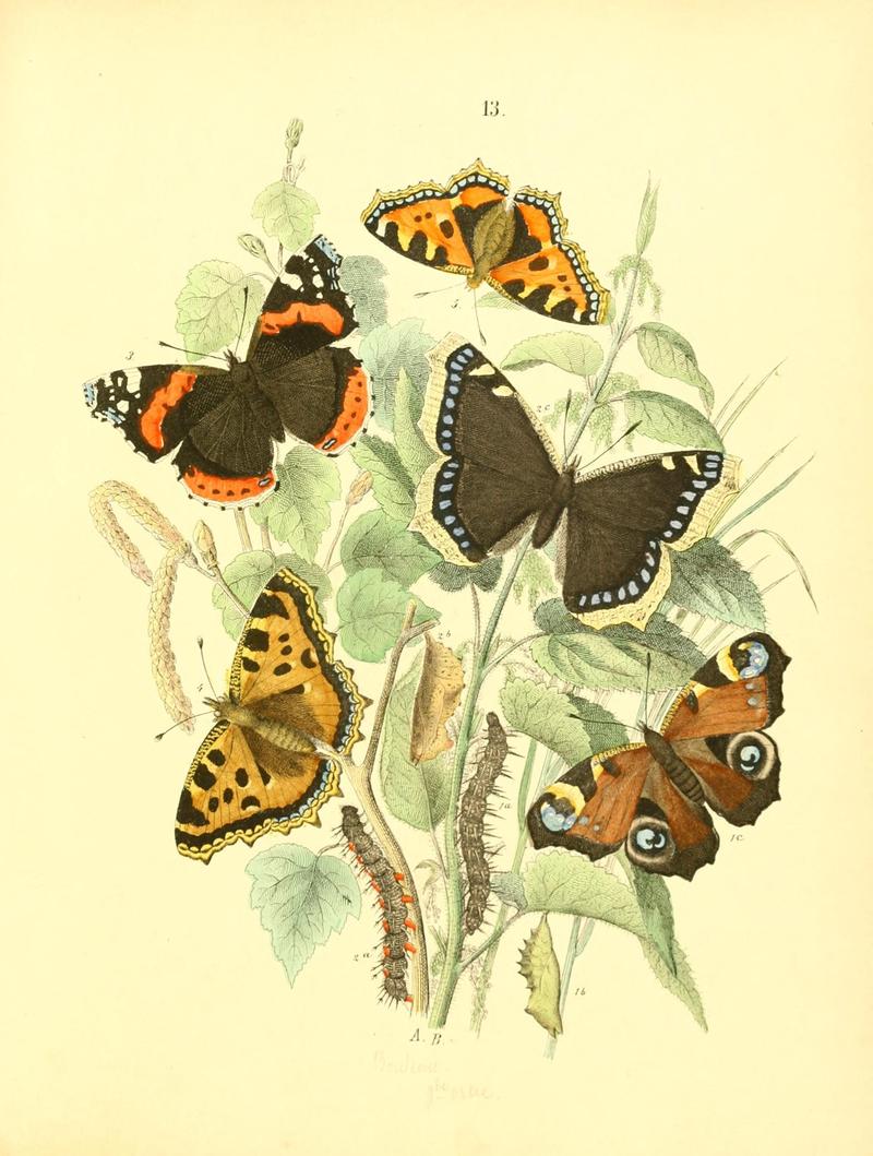 Musée entomologique illustré (8268819121)