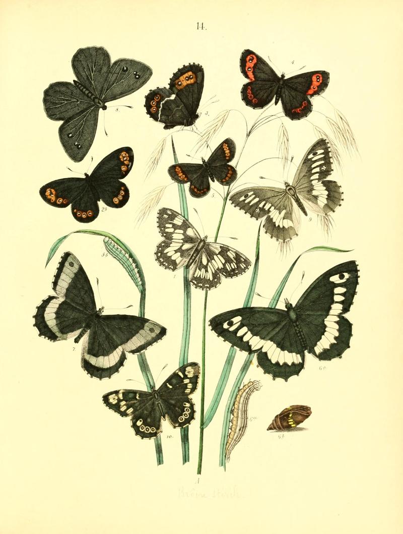 Musée entomologique illustré (8268819827)